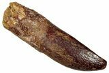 Fossil Sauropod Dinosaur (Titanosaur) Tooth - Morocco #297370-1